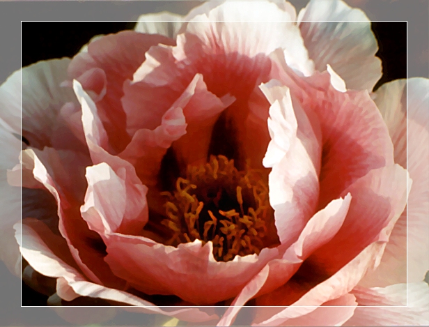 Peony Suffruticosa - Japanese Typ 