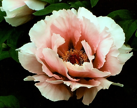 Peony Suffruticosa - Japanese Typ