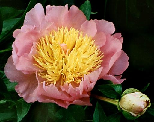 Breeder: Don Hollingworth, USA (1984)  (Peony Herbaceous Hybrid)