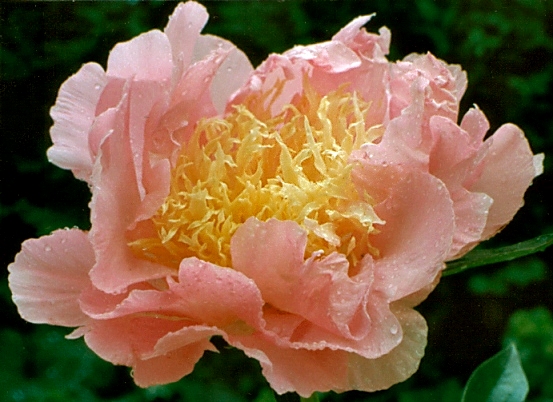 Breeder: Don Hollingworth, USA (1984)  (Peony Herbaceous Hybrid)