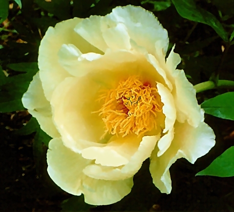 Breeder: Prof. Arthur P. Saunders, USA [1940]
(Paeonia Lutea Hybrid)