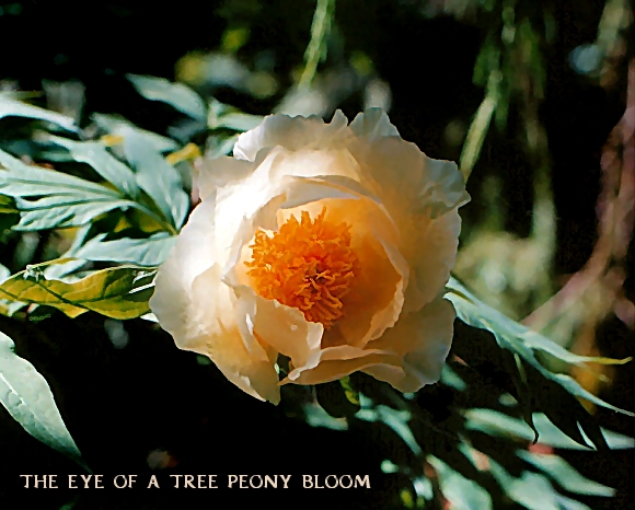 Breeder: Prof. Arthur P. Saunders, USA[1940]
(Lutea Hybrid)