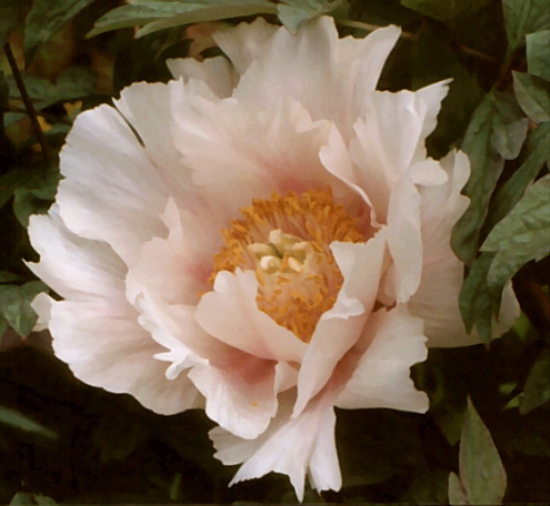 Breeder: Burkhardt Ebert - Peter Faulbrueck, Germany (Zuchau Rockii Hybrid)