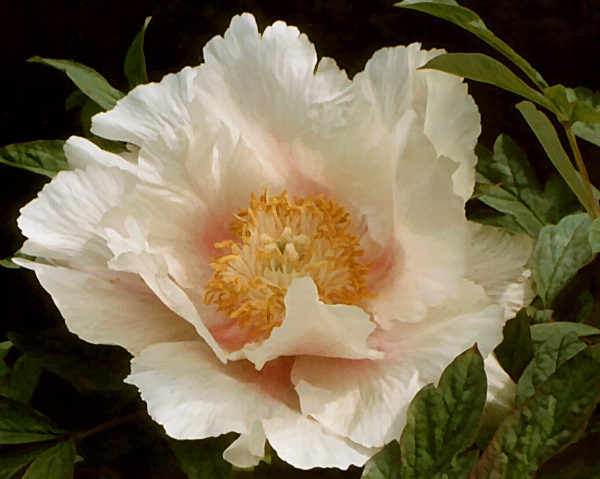 Breeder: Burkhardt Ebert - Peter Faulbrueck, Germany (Zuchau Rocki Hybrid)