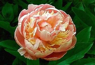 Breeder: Goos & Koenemann, Germany (Peony Herbaceous Lactiflora)