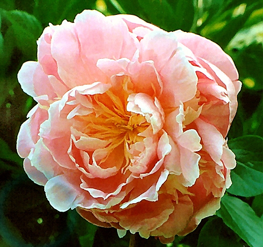Breeder: Goos & Koenemann, Germany (Peony Herbaceous Lactiflora)