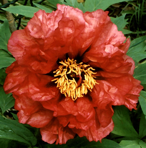 Breeder: Dr. David Reath, USA (Peony Lutea Hybrid) 