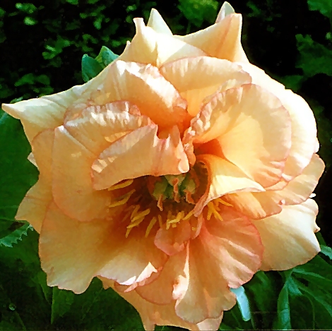 Breeder: Dr. David Reath, USA (Peony Lutea Hybrid)