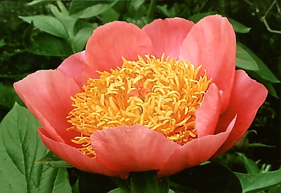 Breeder: Dr. David Reath, USA (Peony Herbaceous Hybrid)