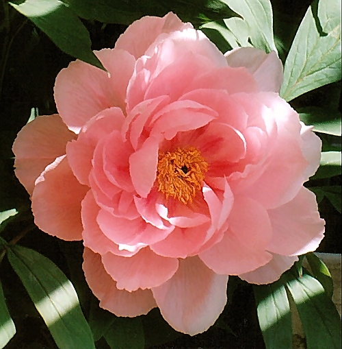 Peony Suffruticosa - Japanese Typ