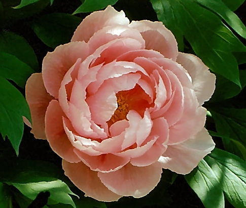 Peony Suffruticosa - Japanese Typ