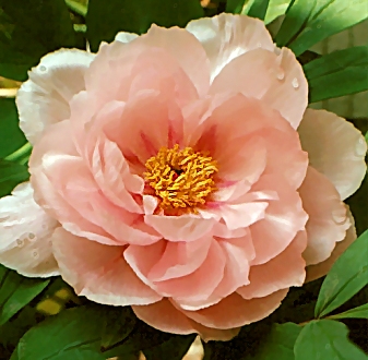 Peony Suffruticosa - Japanese Typ