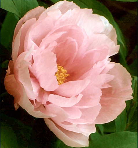 Peony Suffruticosa - Japanese Typ