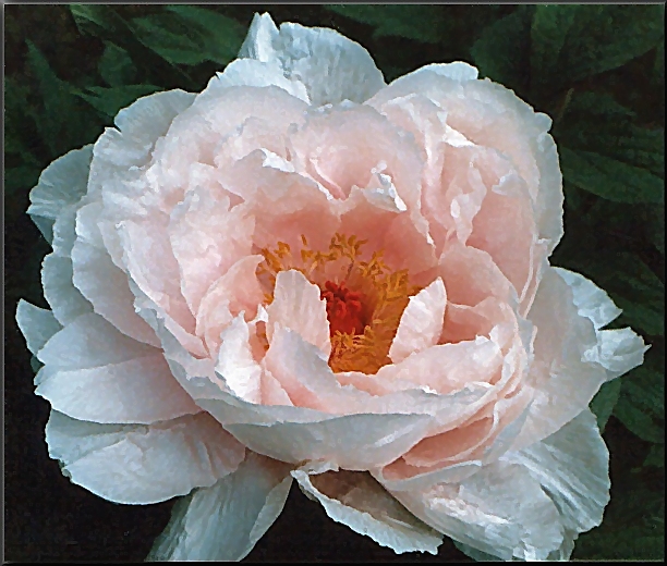 Peony Suffruticosa - Japanese Typ 