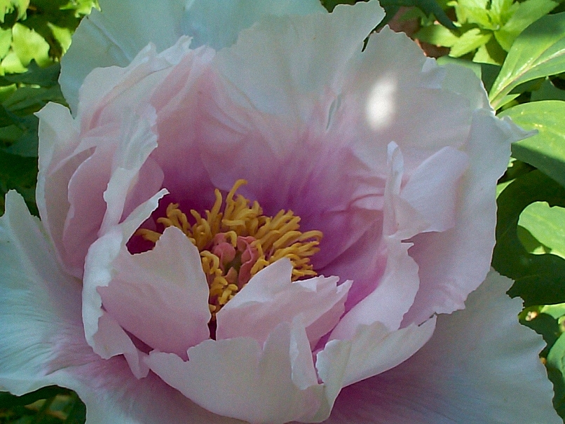 Breeder: William Gratwick, USA (Paeonia Suffruticosa -- Gratwick Moutans)
