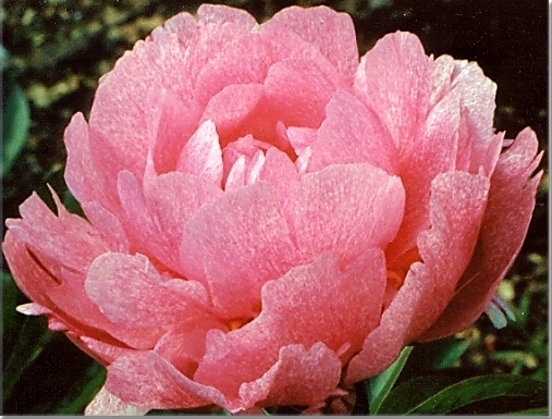 Breeder: B. B. Wright, USA  (Herbaceous Lactiflora) 