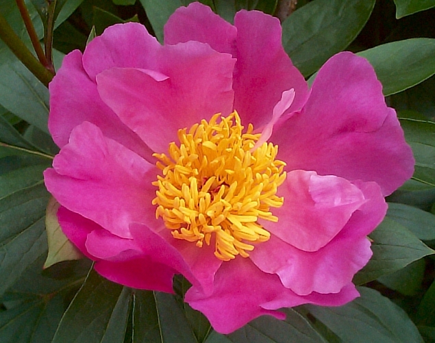 Breeder: Goos & Koenemann, Germany (Peony Herbaceous Lactiflora)