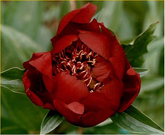 Breeder: Walter Mains, (1957) USA (Peony Herbaceous Hybrid)