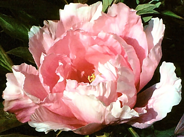 Peony Suffruticosa - Japanese Typ