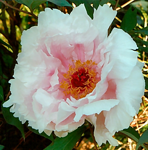 Peony Suffruticosa - Japanese Typ