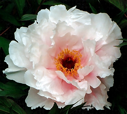 Peony Suffruticosa - Japanese Typ