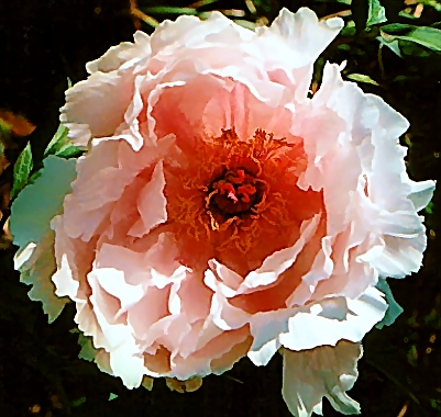 Peony Suffruticosa - Japanese Typ